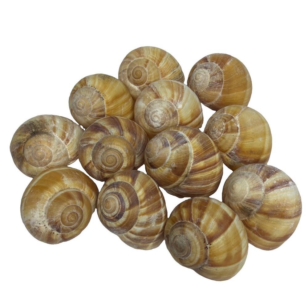 Escargot Snail Shells Set of 12 Empty Shells French Food Server Cooking